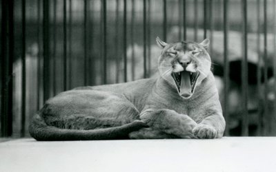 Un lion de montagne bâillant au zoo de Londres, 1928 - Frederick William Bond